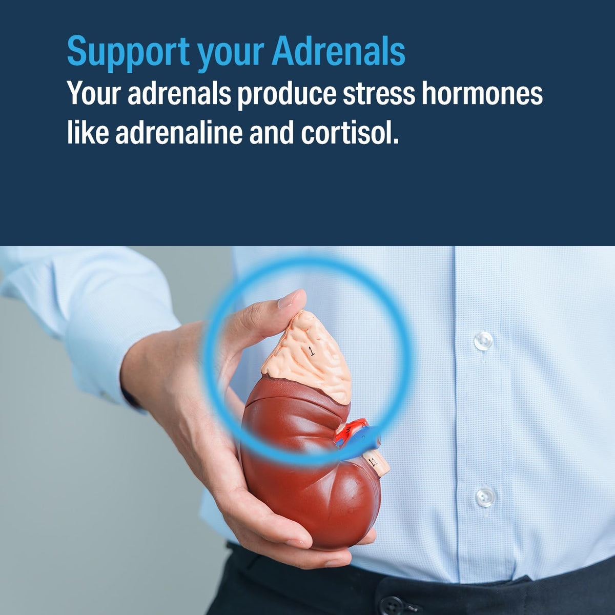 Advanced Bionutritionals Adrenal Factor Supplement - 120 Tablets - image 3