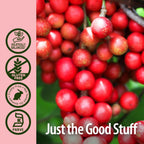 Nature's Answer Schisandra Berry Extract Liquid - 1 Fl Oz - image 5
