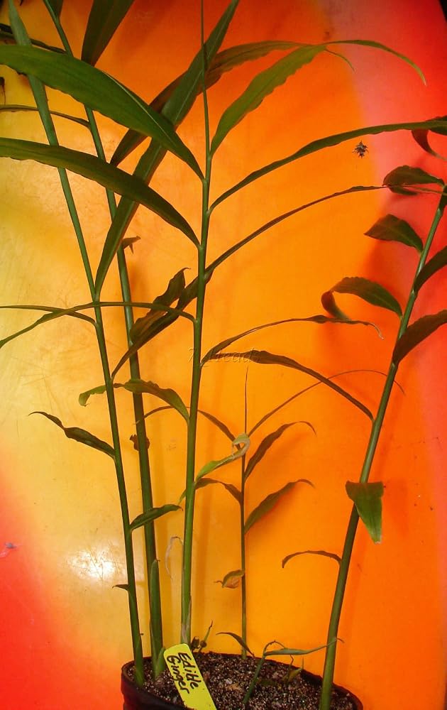 Mall~Kerala Live Ginger Rhizomes for Growing - 10 Count - image 4