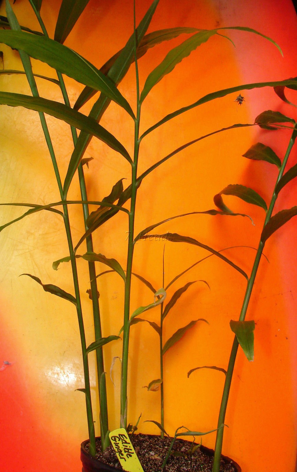 Mall~Kerala Live Ginger Rhizomes for Growing - 10 Count - image 4