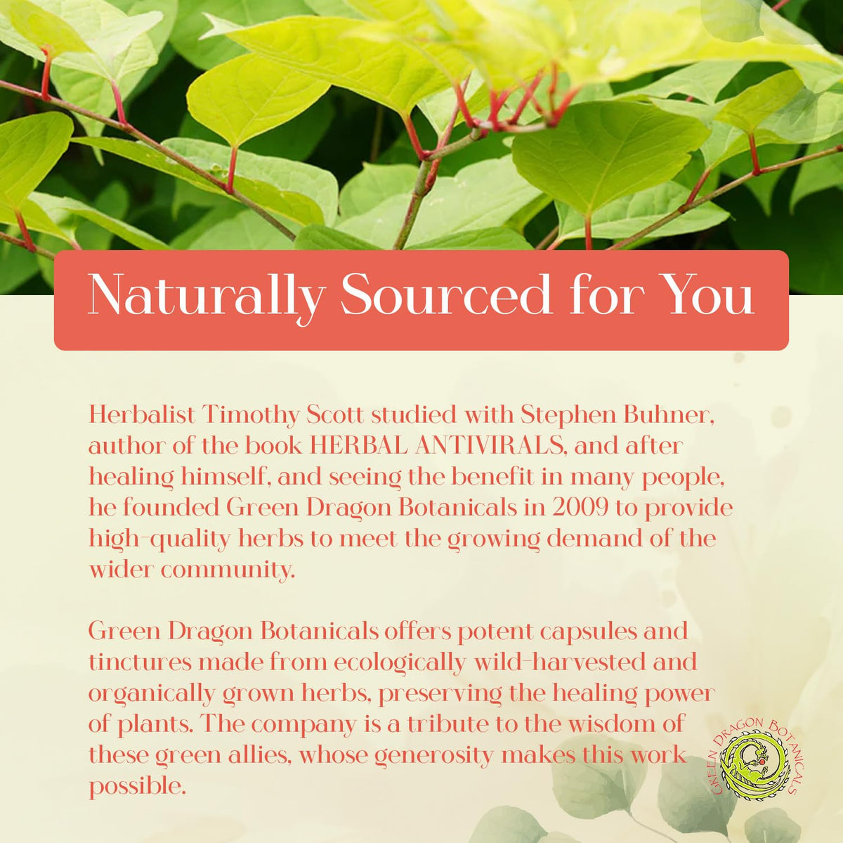 Green Dragon Botanicals MangoForte Mango Leaf 200 mg Immune Support - image 4