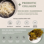 HAPPY FOX Irish Sea Moss Capsules with Burdock Root & Bladderwrack - image 5