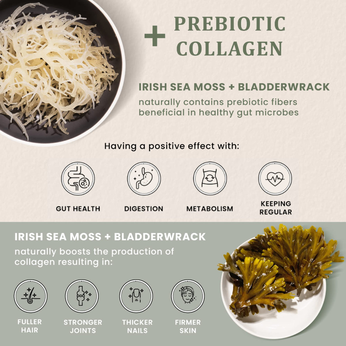 HAPPY FOX Irish Sea Moss Capsules with Burdock Root & Bladderwrack - image 5