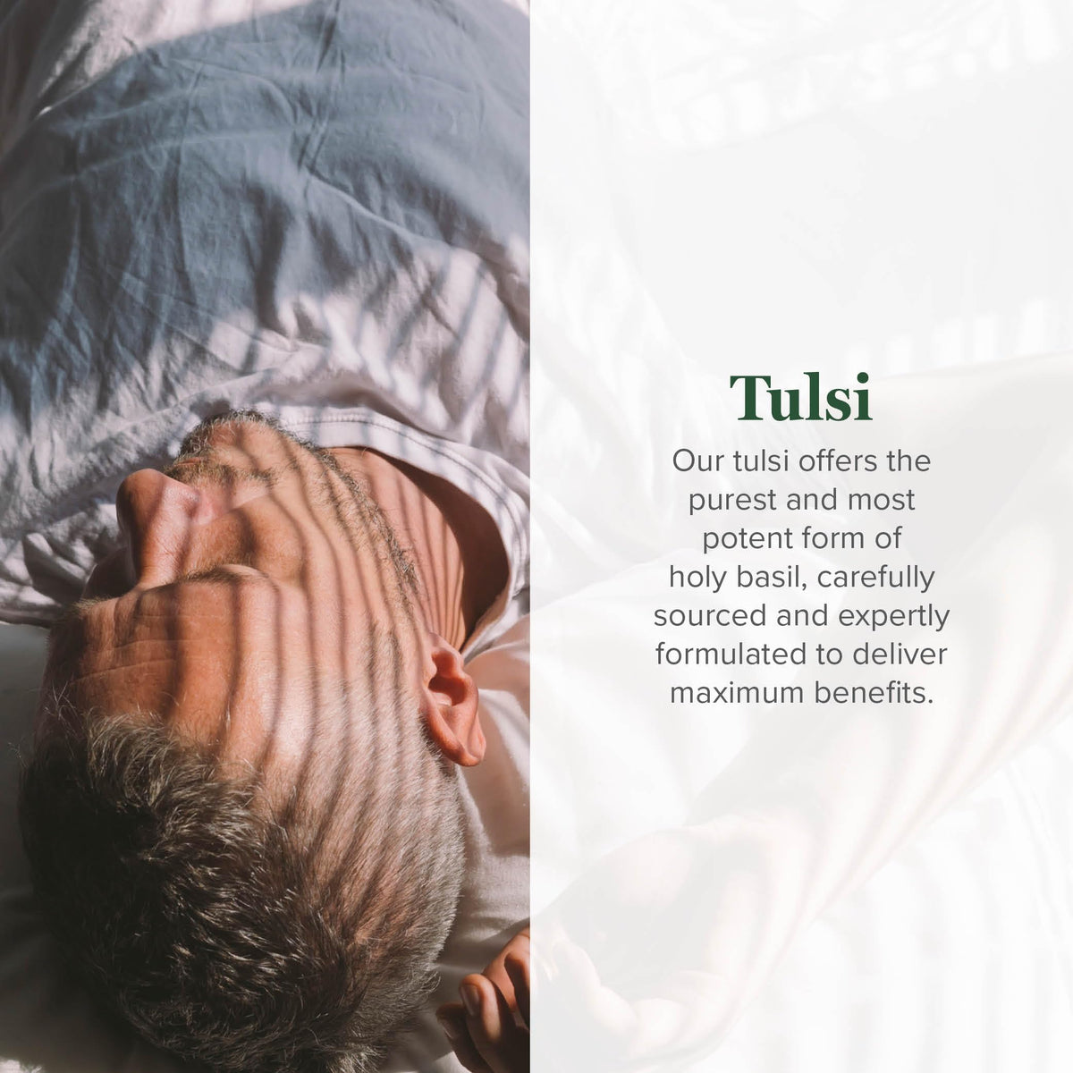 Global Healing Center Organic Tulsi Holy Basil Extract Drops - 2 Fl Oz - image 2