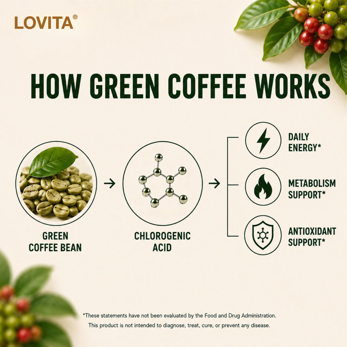 LOVITA Green Coffee Bean Extract 50% Chlorogenic Acid - 180 Vegan Capsules - image 4