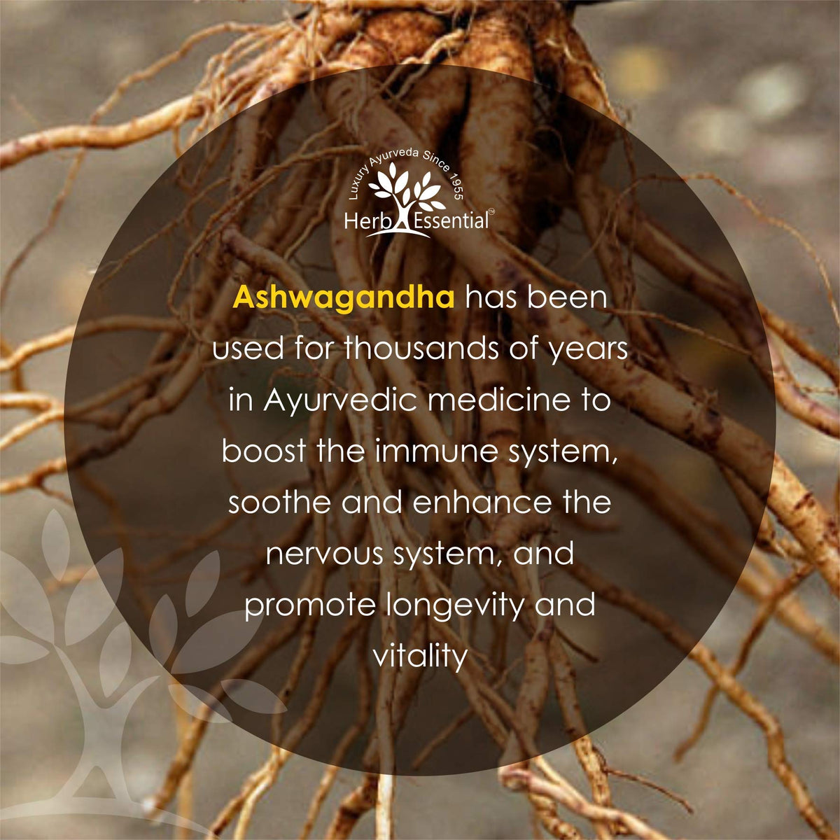 Herb Essential Herbal Supplements for Daily Use