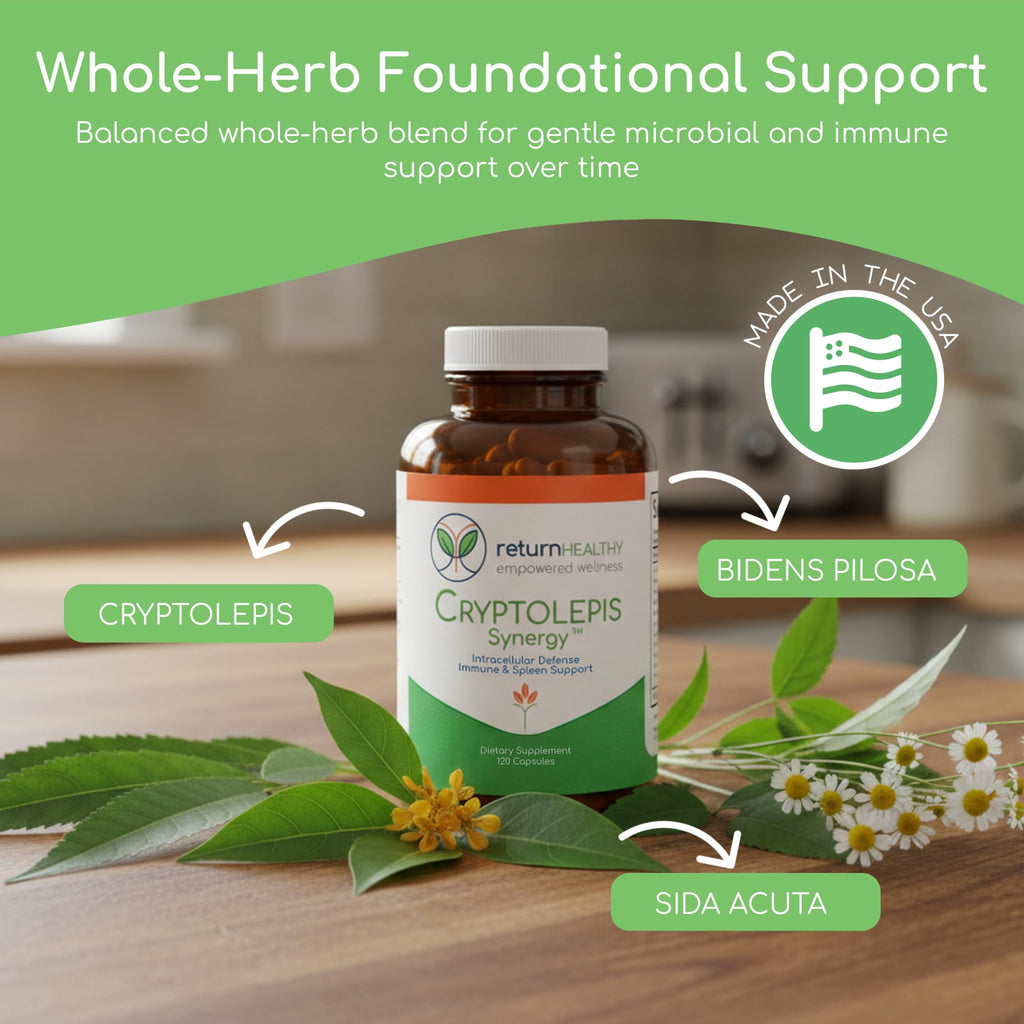Return Healthy Cryptolepis Synergy Immune Support - 120 Capsules - image 2