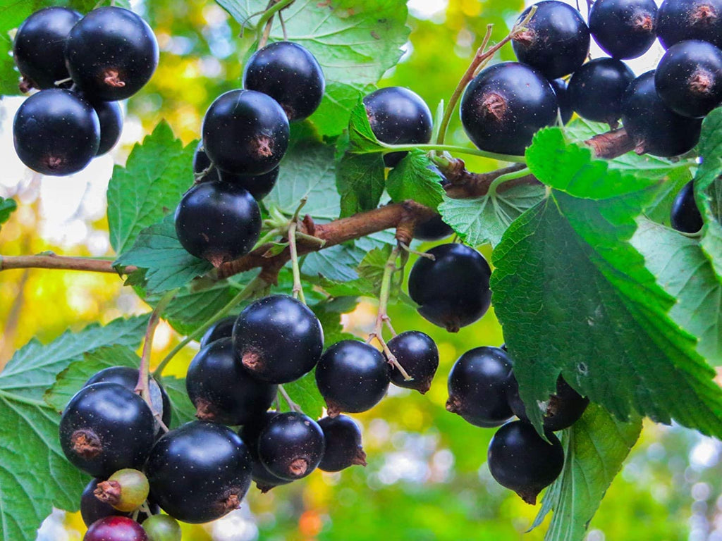 Food to Live Organic Black Currant Juice Powder