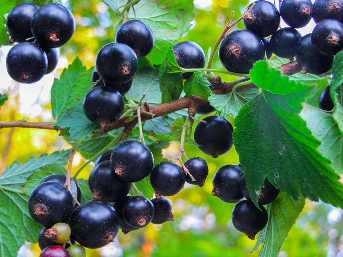 Food to Live Organic Black Currant Juice Powder