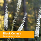Herb Pharm Black Cohosh Liquid Extract for Female Reproductive System Support - image 5