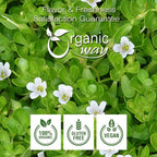 Organic Way Brahmi Leaf Powder (Bacopa Monnieri) - Organic & Kosher