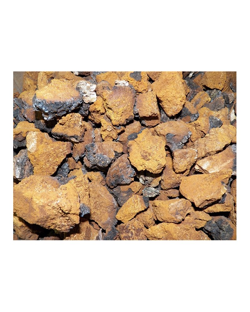 Oregon Mushrooms Dried USA Grown Chaga Mushrooms - 1 Pound