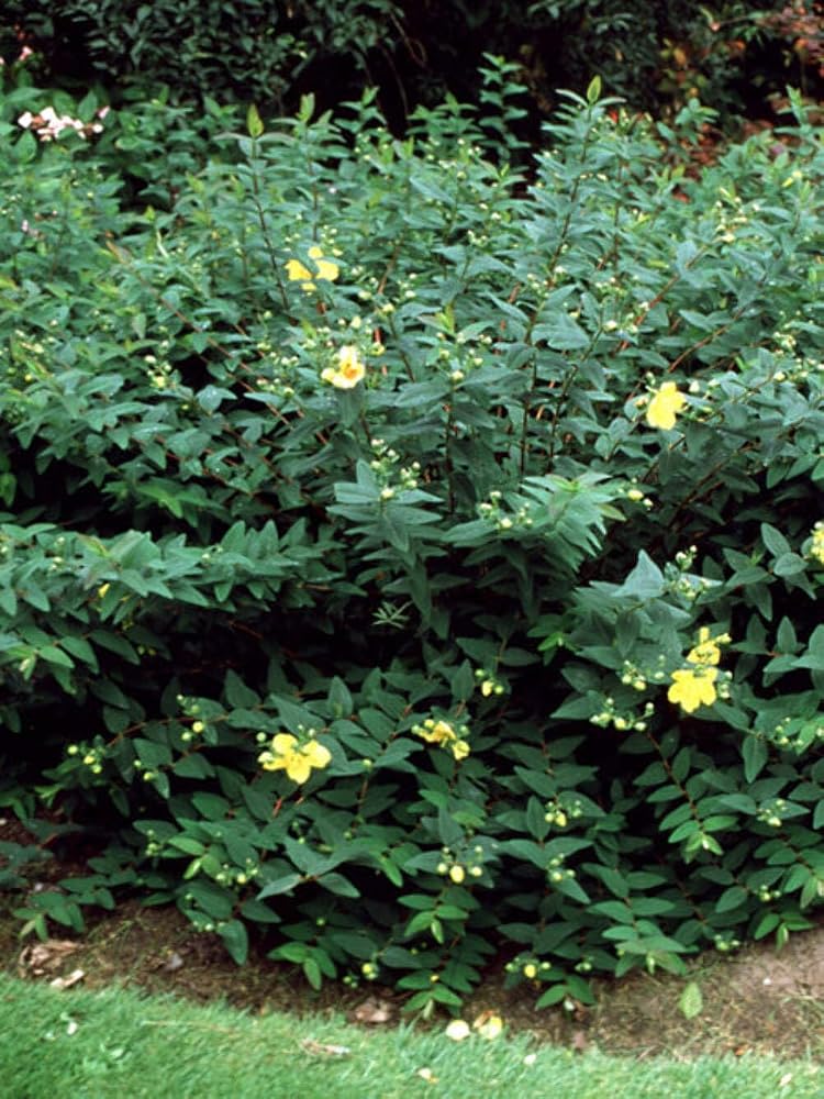 Perennial Farm Marketplace Hypericum Hidcote St. John's Wort