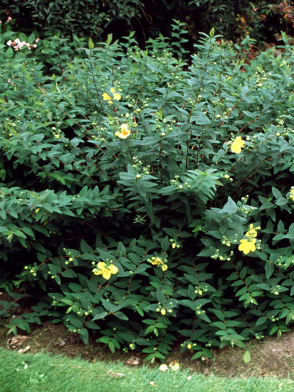 Perennial Farm Marketplace Hypericum Hidcote St. John's Wort