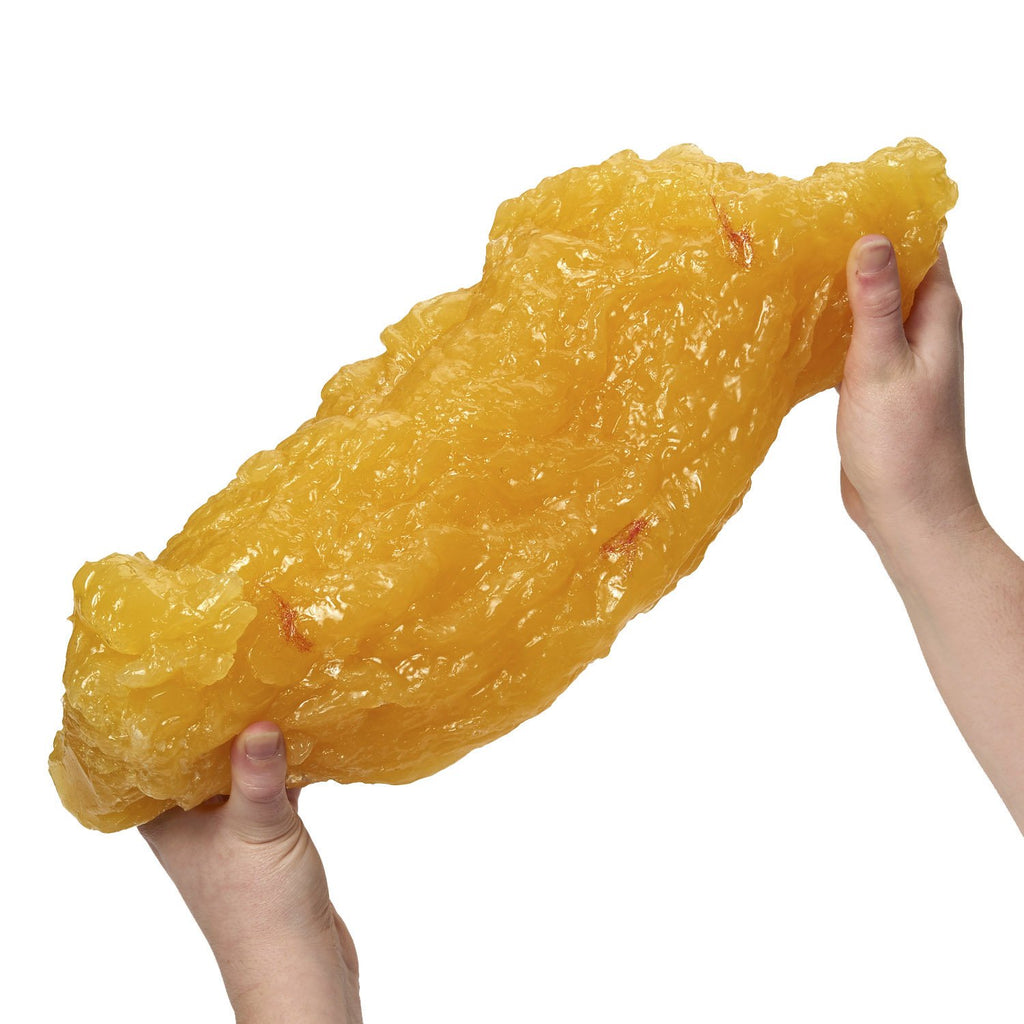 Nasco Human Body Fat Replica 5 lb. Educational Model - image 2