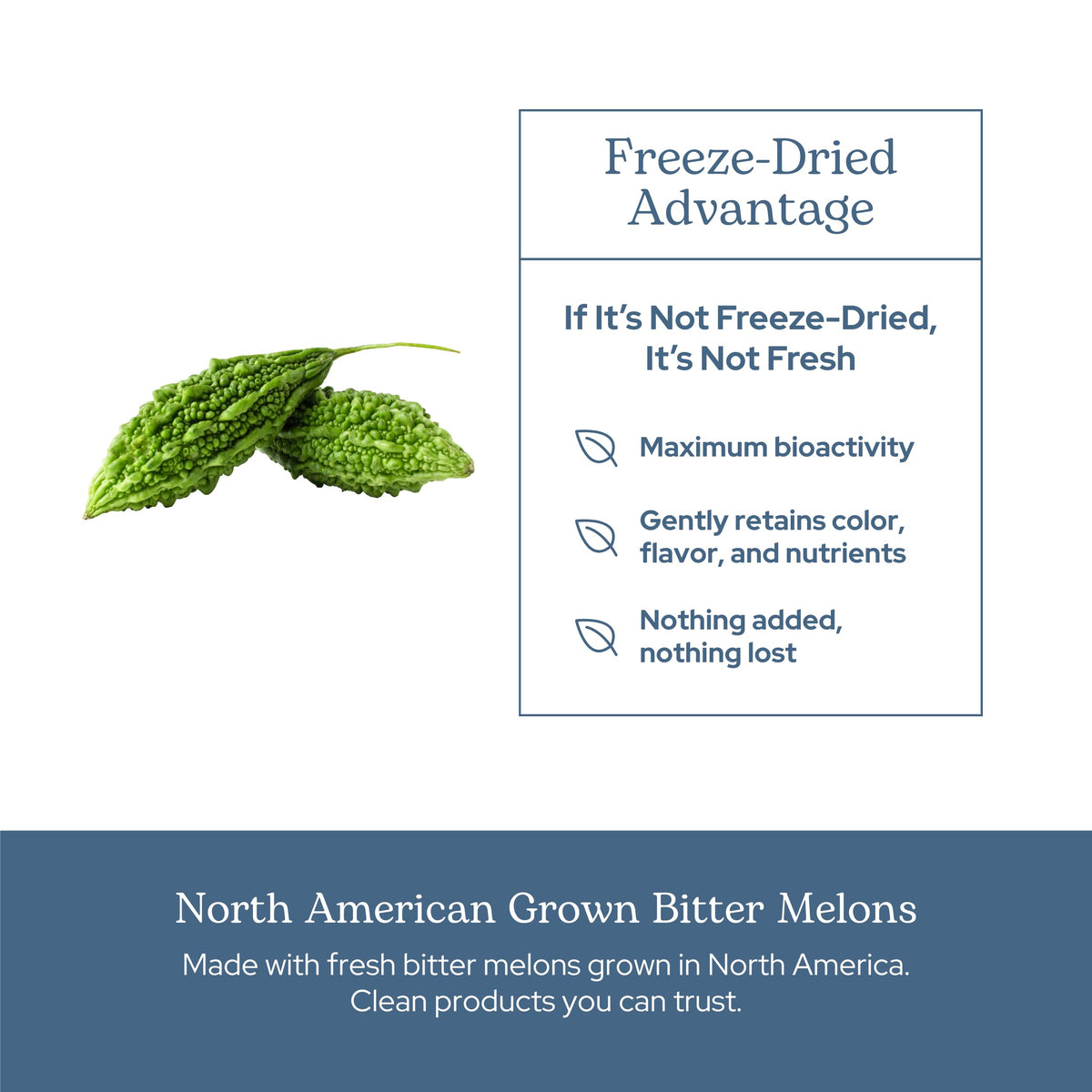 Eclectic Institute Bitter Melon Capsules for Glucose Support - 90 Capsules - image 5