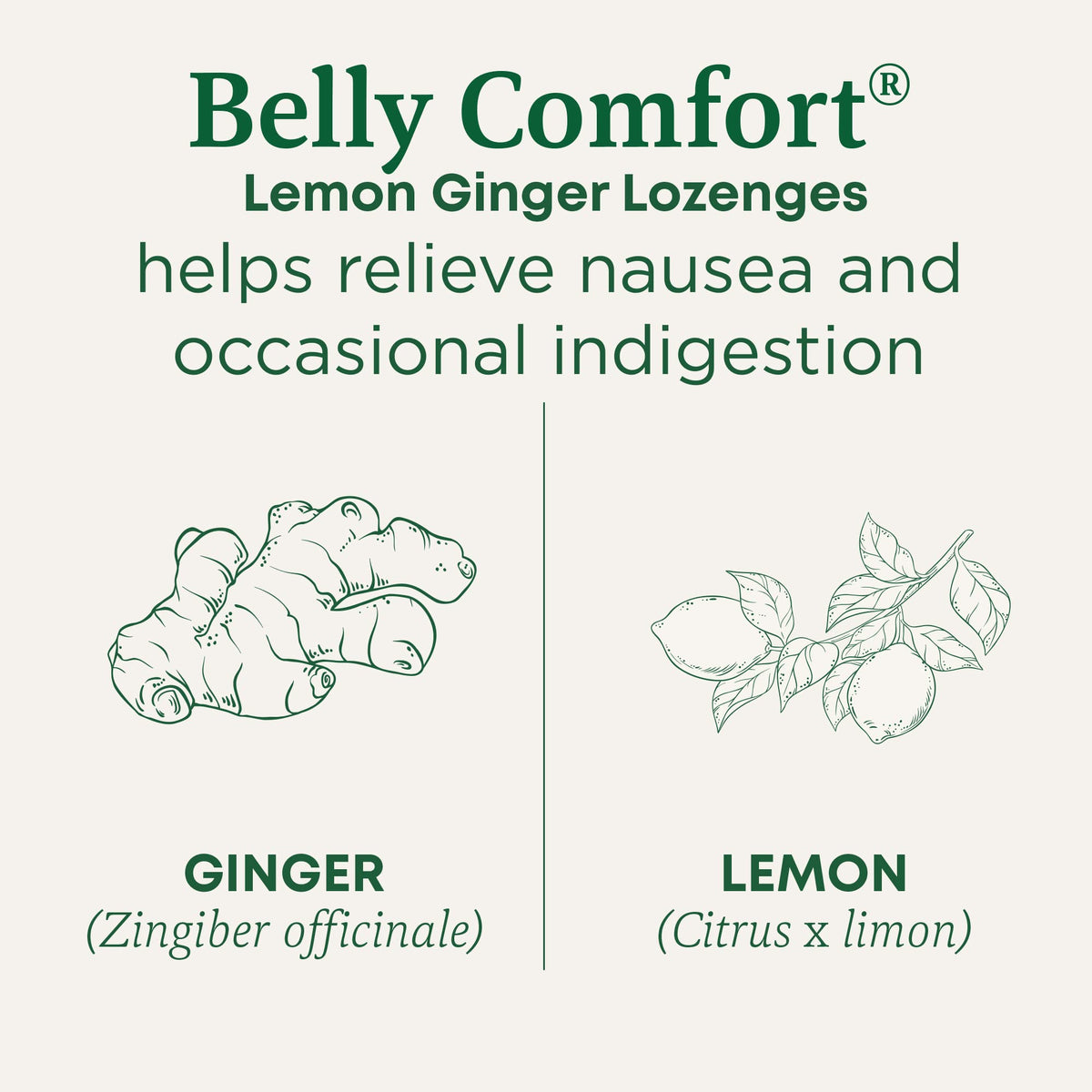 Traditional Medicinals Belly Comfort Lemon Ginger Lozenges - 30 Count - image 2