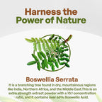 Go Nutra Boswellia Serrata Extract Powder 65% Boswellic Acid - 8 oz - image 3