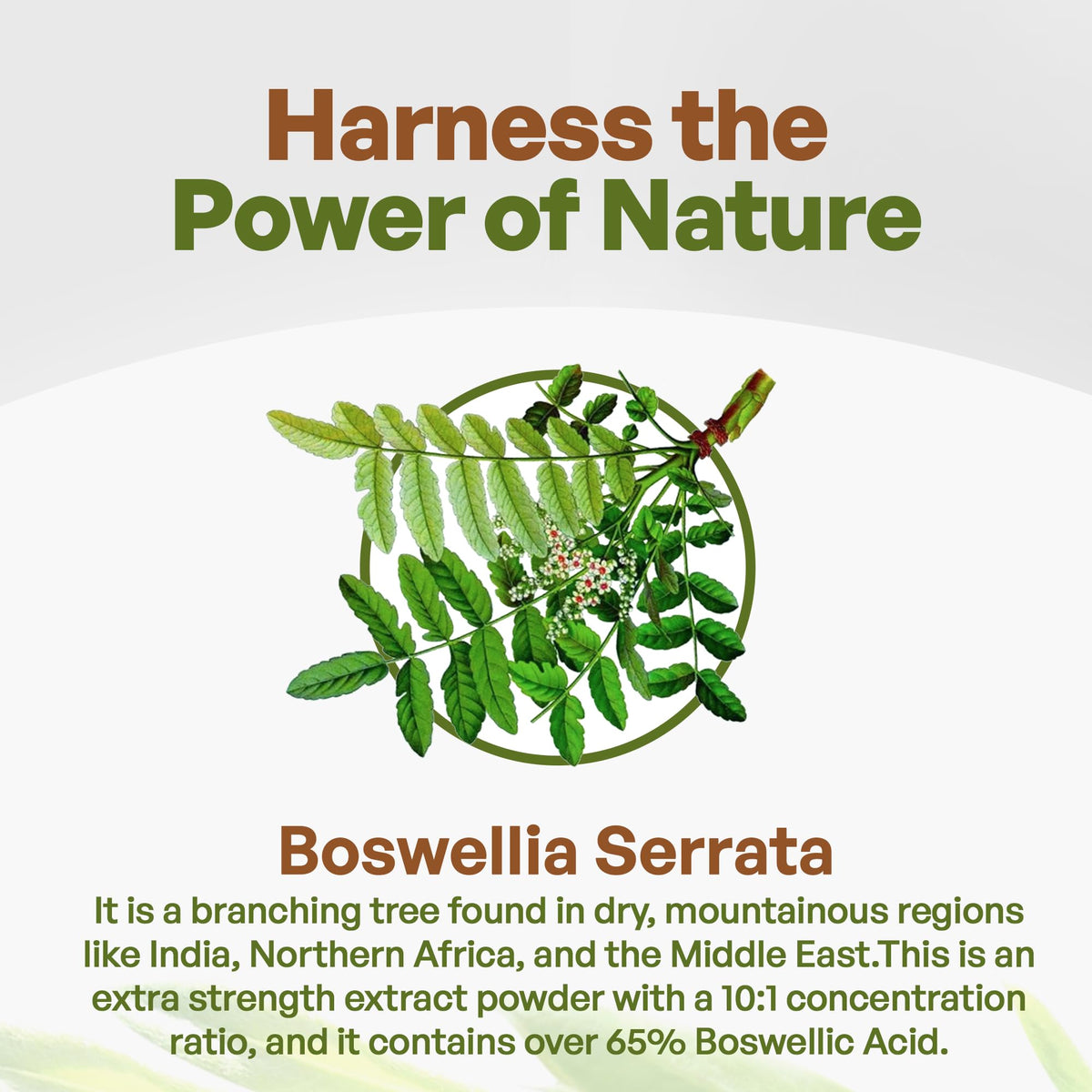 Go Nutra Boswellia Serrata Extract Powder 65% Boswellic Acid - 8 oz - image 3