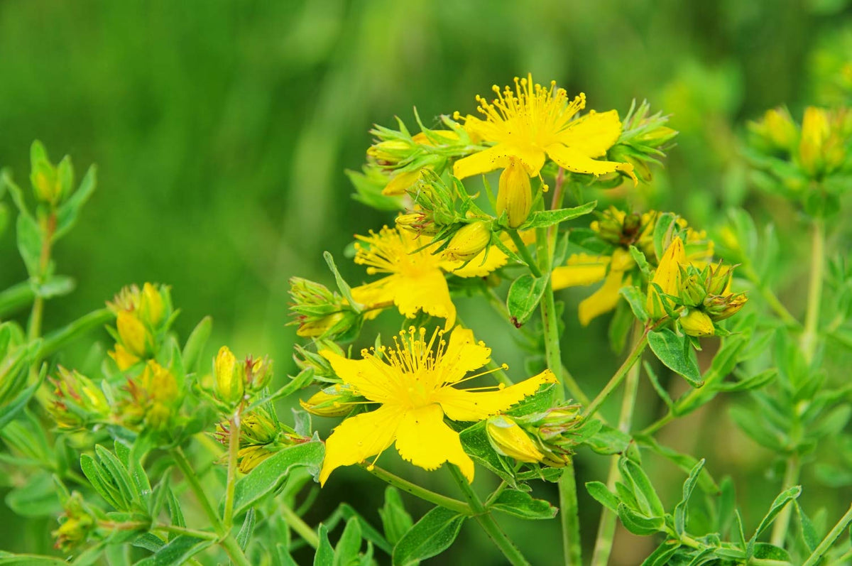Health Embassy St. John's Wort Herb Tea - 100g - image 5