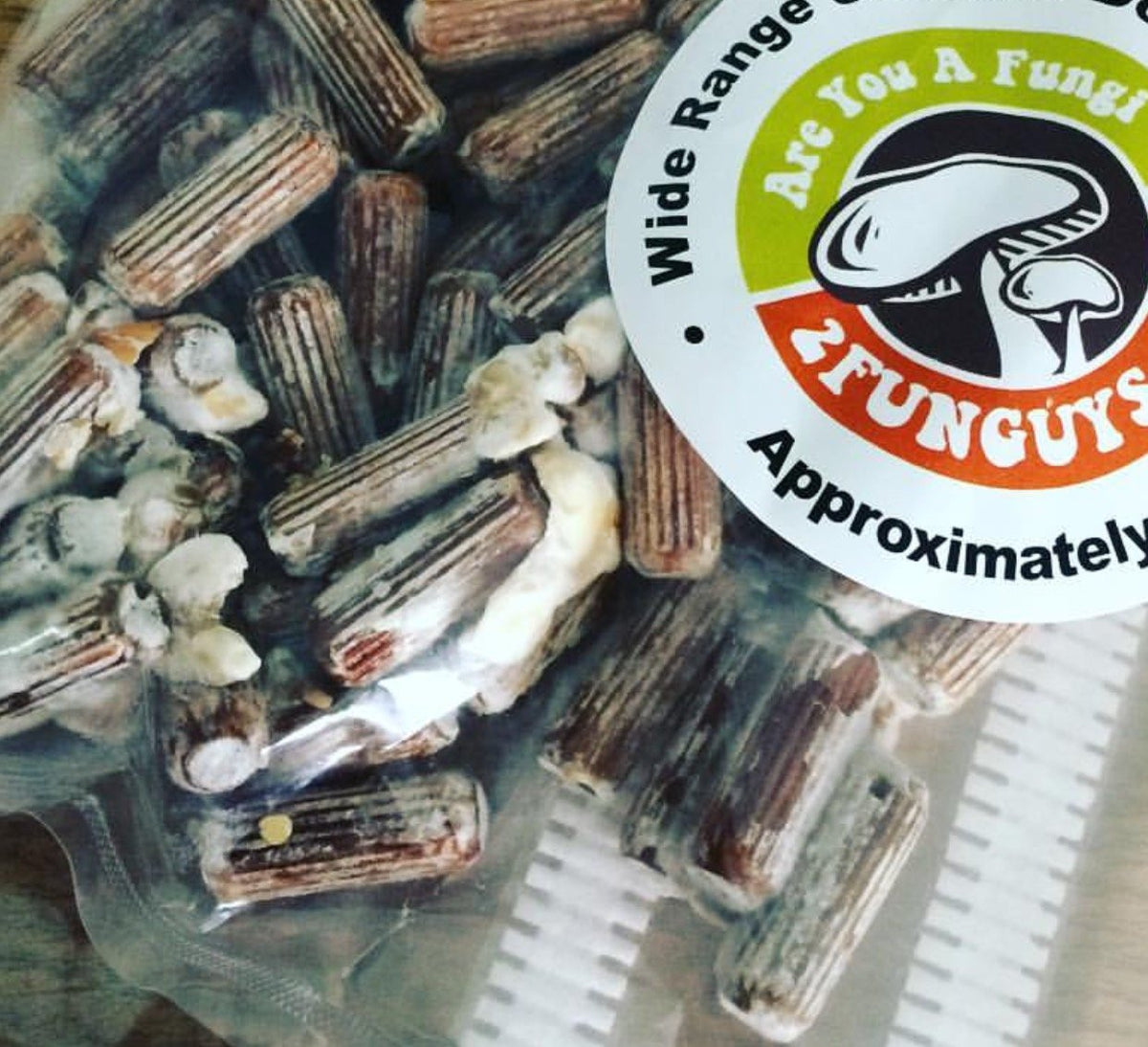 2funguys Oyster Mushroom Mycelium Plug Spawn - 100 Count - image 4