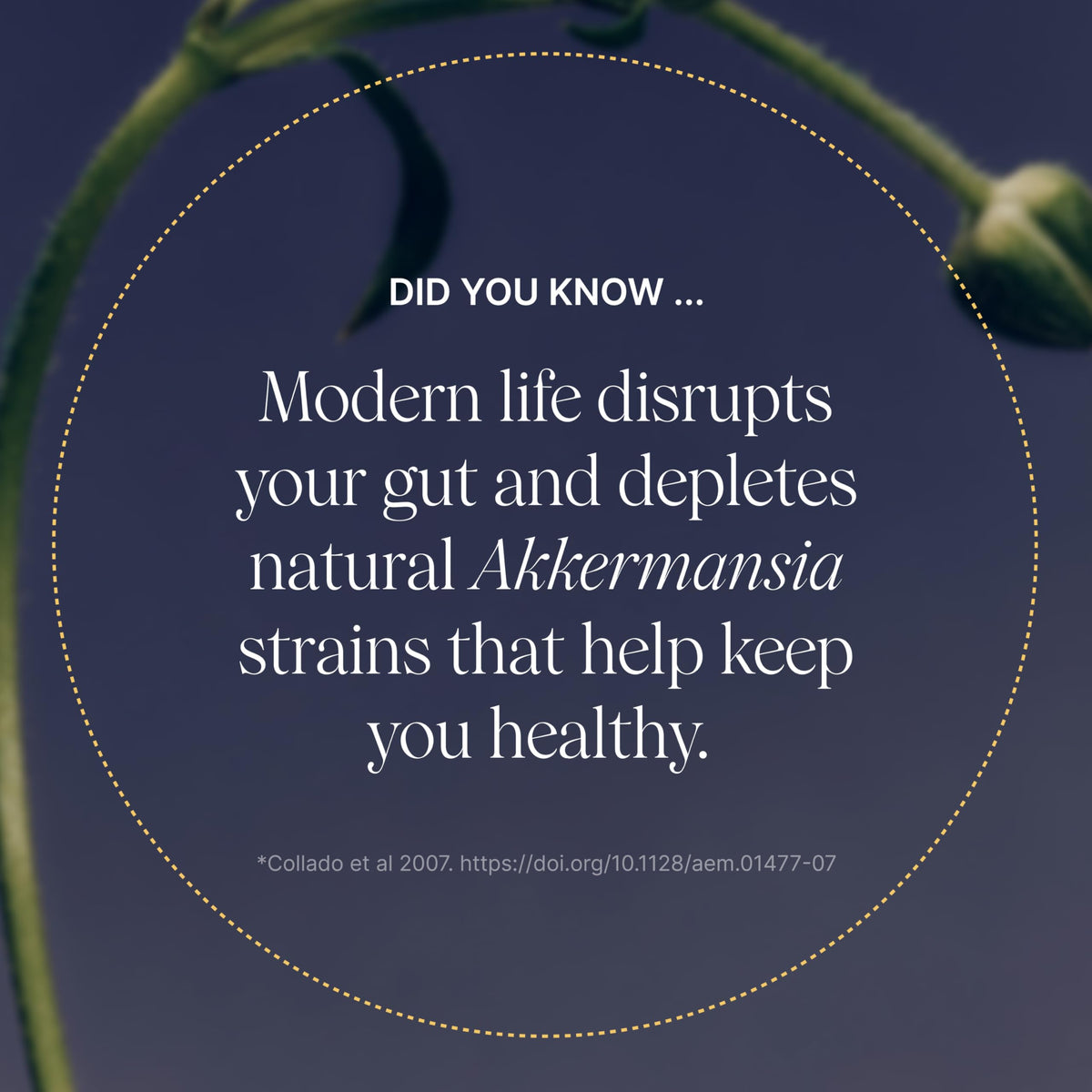Pendulum Akkermansia
