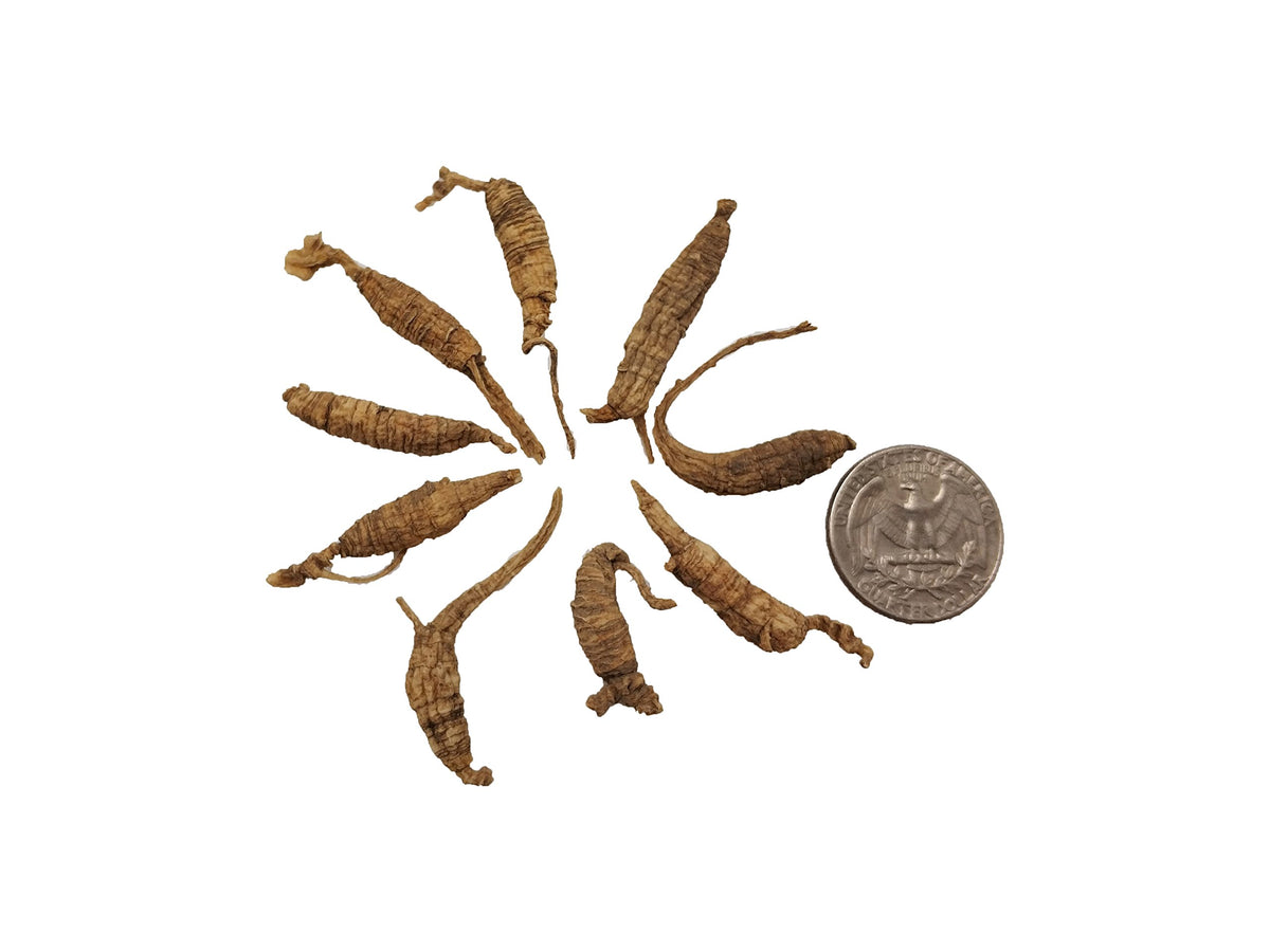 Yu Wei Genuine American Wild Ginseng Short Small - 4g - image 2