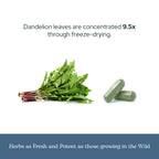 Eclectic Institute Organic Dandelion Leaf Capsules - 90 Count - image 6