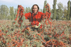 Namo Organics Sea Buckthorn Berry Powder - 200 g - image 7