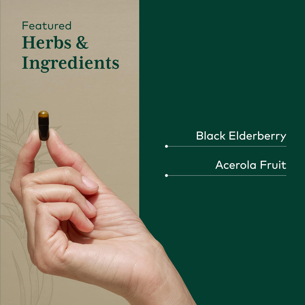 Gaia Herbs PRO Black Elderberry Immune Support - 120 Capsules - image 4