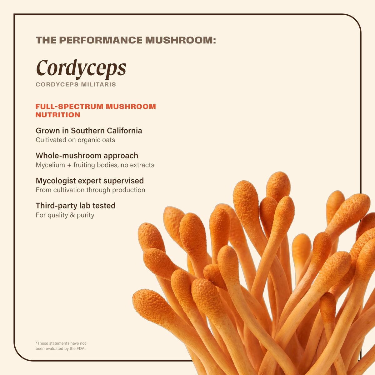 OM MUSHROOM SUPERFOOD Cordyceps Mushroom Capsules for Energy - 90 Capsules - image 3