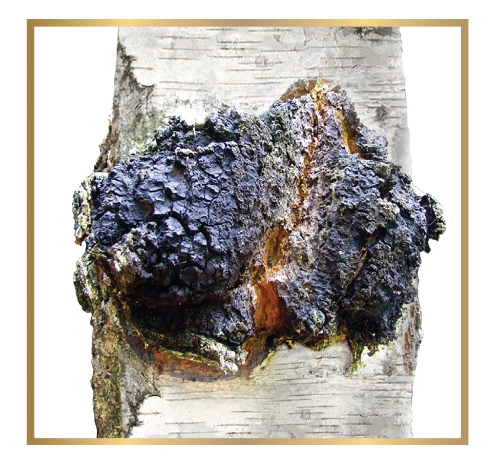 ChagaTeaShop Siberian Chaga Extract Vegetarian Capsules - 120 Capsules - image 6