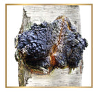 ChagaTeaShop Siberian Chaga Extract Vegetarian Capsules - 120 Capsules - image 6