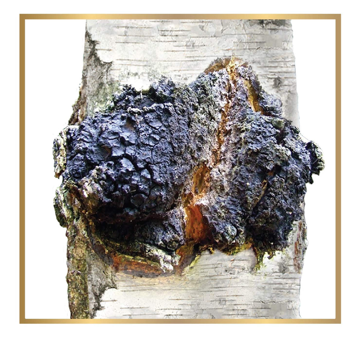ChagaTeaShop Siberian Chaga Extract Vegetarian Capsules - 120 Capsules - image 6