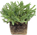 Circle C Farms Palmetto St. Augustine Grass Plugs - 72 Count
