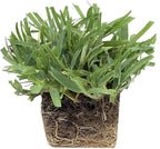 Circle C Farms Palmetto St. Augustine Grass Plugs - 72 Count