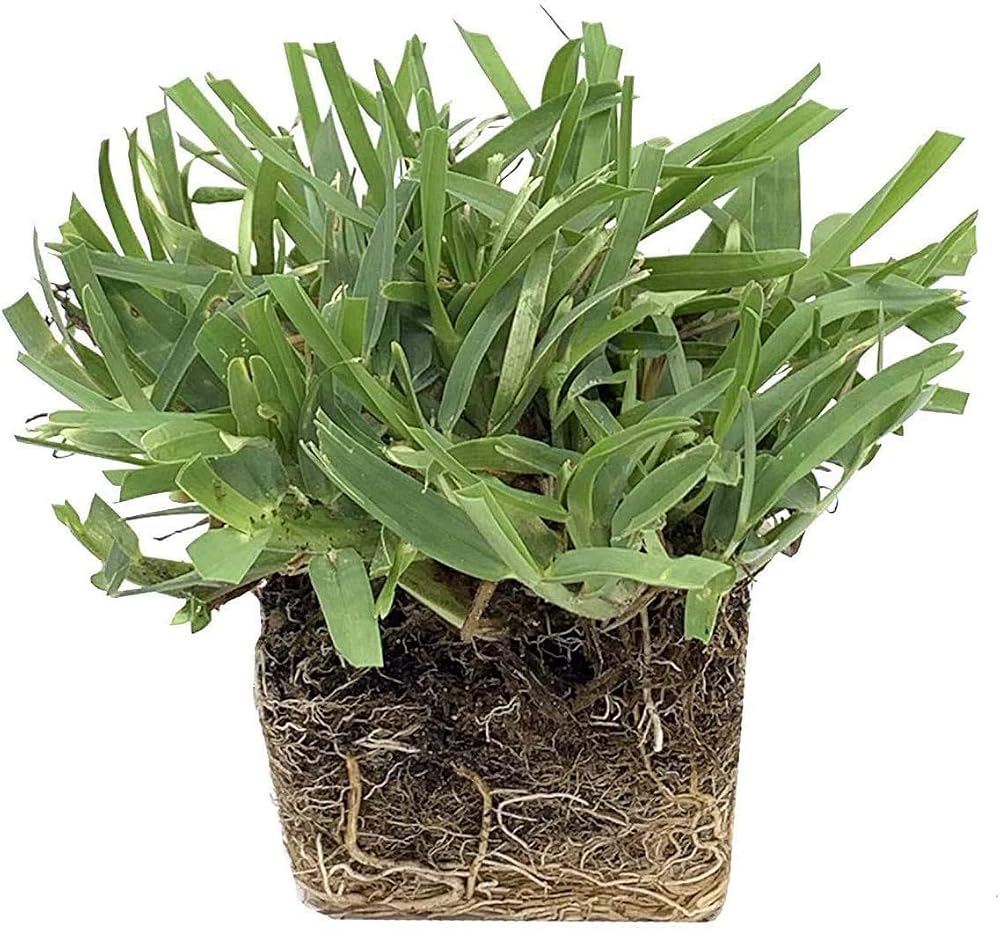 Circle C Farms Palmetto St. Augustine Grass Plugs - 72 Count