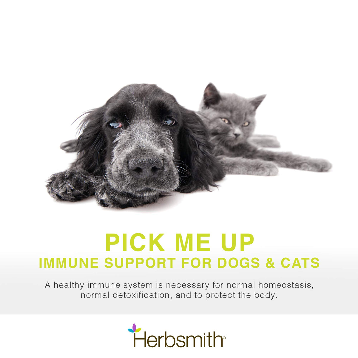 Herbsmith Immune Support Powder - 150g - image 2