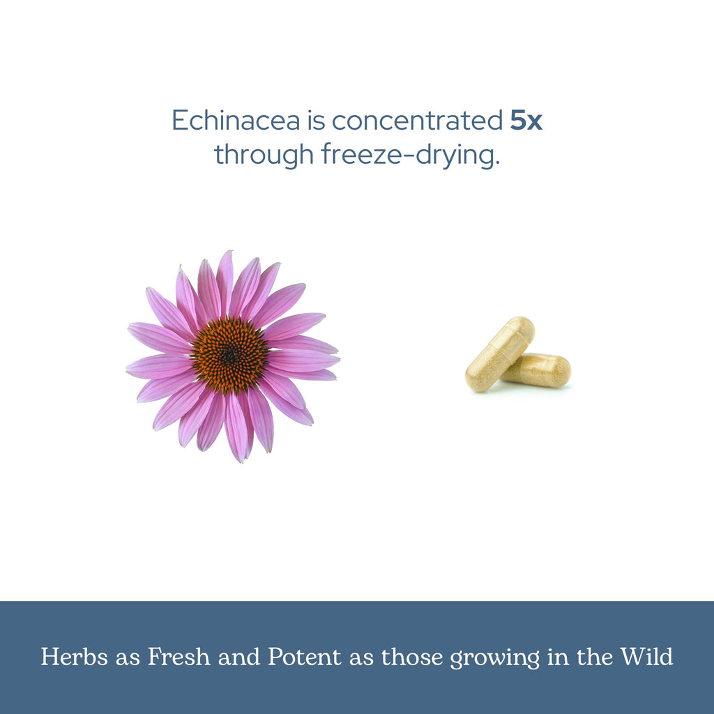 Eclectic Institute Echinacea Purpurea Root Capsules - 90 Count - image 6