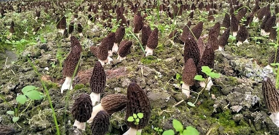 Xi Ge Ge Dried Morel Mushrooms - 8 oz - image 5