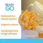 READYGO Cordyceps Militaris Mushroom Capsules with Ginseng - 30 Capsules - image 4