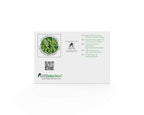 Natural Probiotic Selection Yogurt Starter - 3 Sachets - image 2