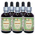 Herbal Terra LLC Rehmannia (Rehmania Glutinosa) Tincture