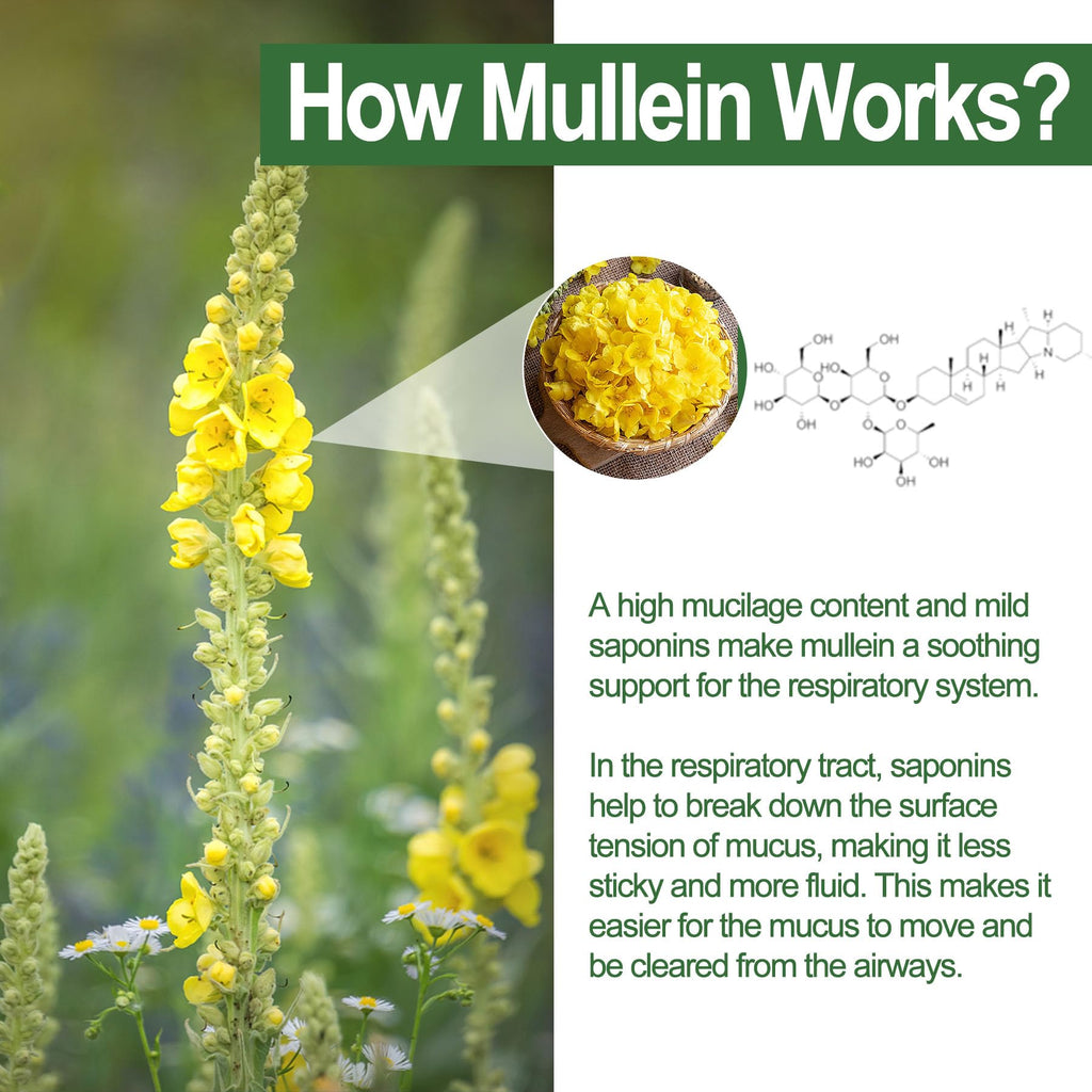 NEVISS Mullein Leaf Extract 1000mg for Lung Cleanse