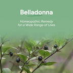 OLLOÏS Belladonna 200ck Homeopathic Medicine - 80 Pellets - image 2