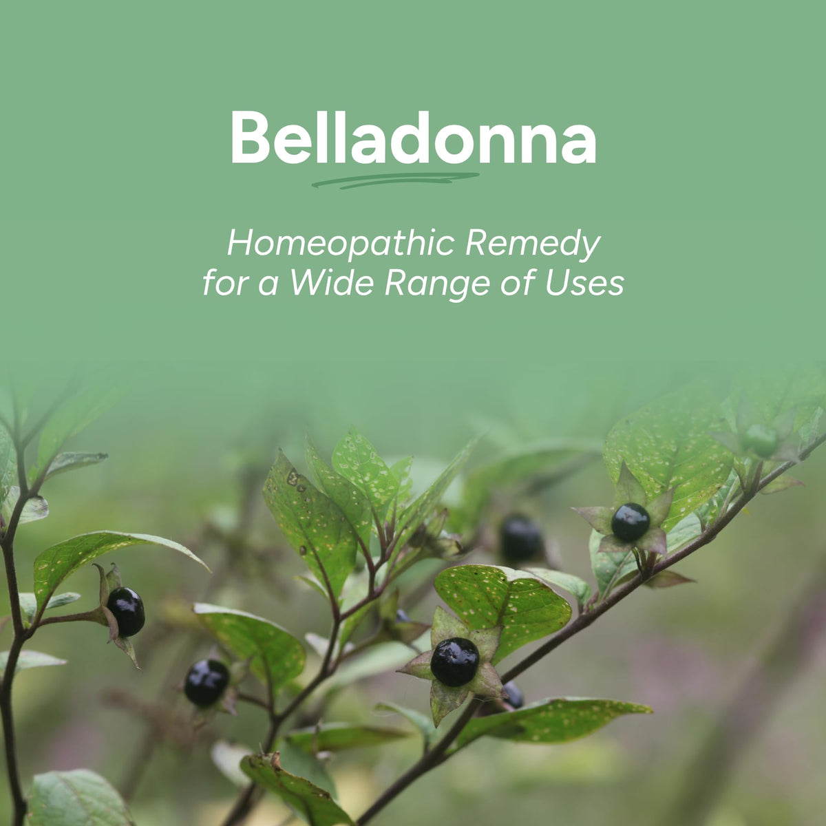 OLLOÏS Belladonna 200ck Homeopathic Medicine - 80 Pellets - image 2