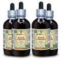 Herbal Terra LLC Black Currant (Ribes nigrum) Tincture