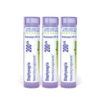 Boiron Staphysagria 200ck Homeopathic Medicine - 240 Pellets
