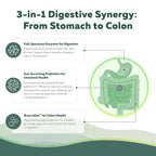 Triquetra Health Flora Digest - 3-in-1 Max Strength Digestive Enzymes