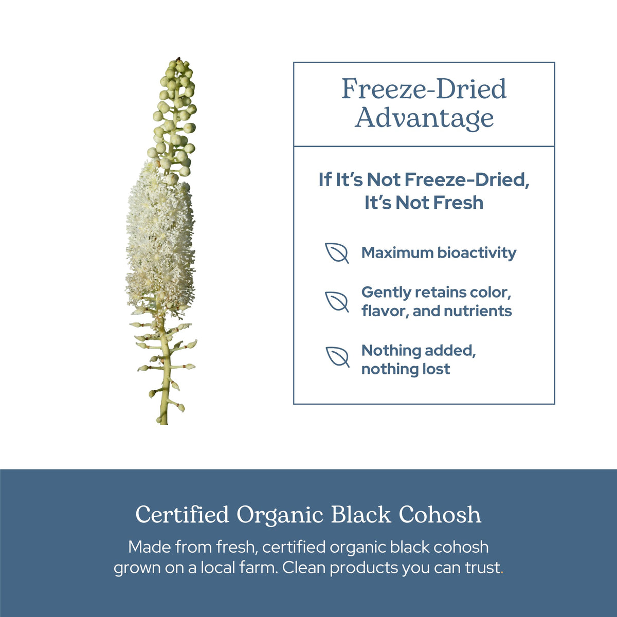 Eclectic Institute Black Cohosh Root Capsules Menopause Support - 100 Count - image 5